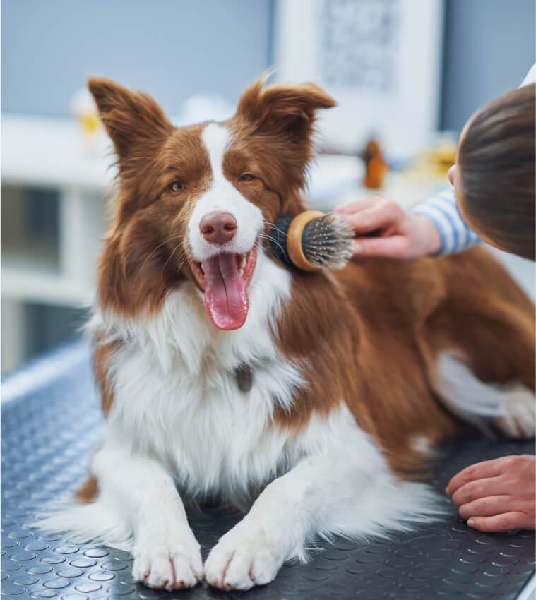 Consultorio veterinario Sanican
