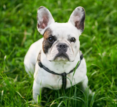 Vacunación Canina